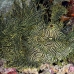 rhinopias_lacy_crci_mb_h_0049_png1832.jpg